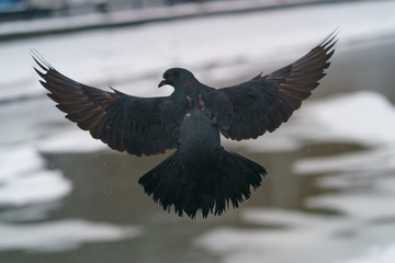 Pigeon in flight over the Moscow River, frozen in winter