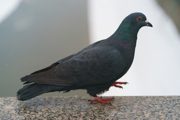 Brave pigeons walking in the Moscow city embankment at winter time