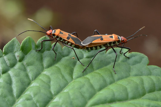 Close up of insects mating on leaf