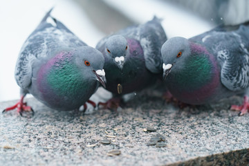 City pigeons eat sunflower seeds on the embankment of Moscow River in winter