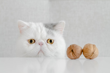 Conceptual spay and neuter of an anxious Exotic shorthair kitten