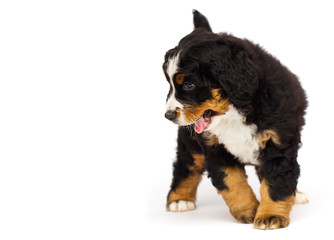 cute bernese mountain dog puppy