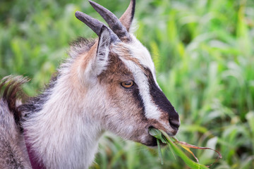 A young goat eats grass. Portrait of goat against green herb background_