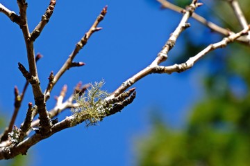 A fruticose lichen is a form of lichen fungi that is characterized by a coral-like shrubby or bushy growth structure.