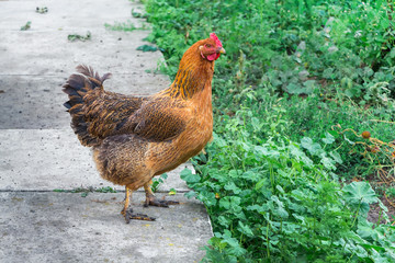 Brown chicken in the yard of the farm. Breeding of poultry_