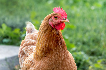 Portrait of brown chicken on green grass background. Breeding and sale of chickens_
