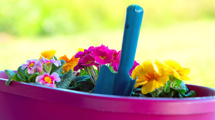 Hintergrund: Gartenarbeit, Frühlingsblumen im Garten setzen