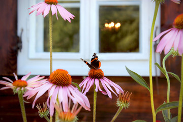 flower and butterfly