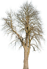 Obraz premium Aesculus hippocastanum - Gemeine Rosskastanie