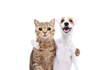 Portrait of a dog Jack Russell Terrier and cat Scottish Straight hugging each other isolated on white background