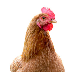 Portrait of a brown chicken closeup on a white isolated background. Breeding and sale of chickens_