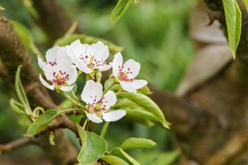 White pear blossoms on a branch closeup on blurry background