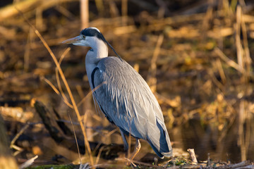 Resting fish heron 