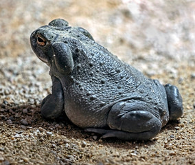 Colorado river toad also known as sonoran desert toad. Latin name - Bufo alvarius - obrazy, fototapety, plakaty