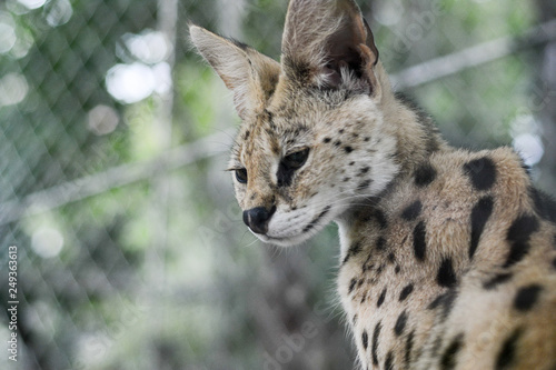 Nature Wild Animal Portrait Puma Cat Wildlife
