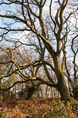 Beautiful trees outside woodland natural scene wildlife