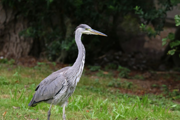 Graureiher bei der Futtersuche, Ardea cinerea