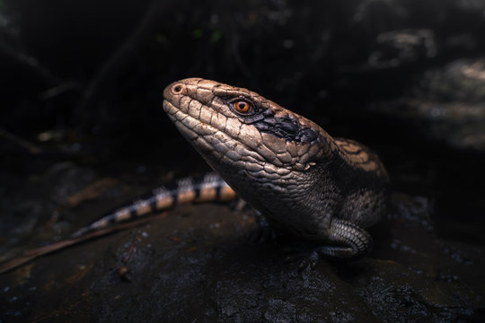 Close up of eastern blue tongued lizard