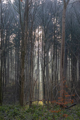 Obraz premium Nature