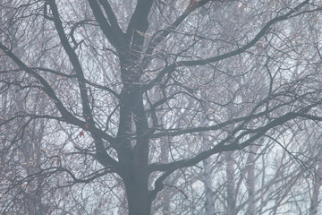 Bare tree silhouette on foggy day. Old oak with naked branches at misty winter forest.