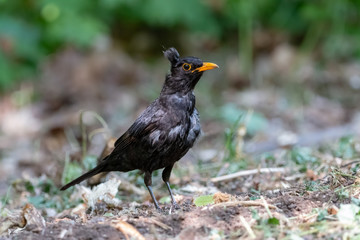 Disheveled blackbird on the ground in the forest. Moulted black thrush bird (Turdus merula) with yellow beak on blurred background.