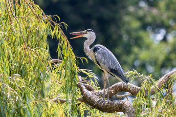 Grey heron with open beak on the thick willow branch. Wild wading bird with long legs (Ardea cinerea) on blurred green background.