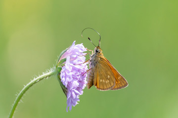 Orange butterfly with long proboscis on pink meadow flower. Large skipper (Ochlodes sylvanus)...