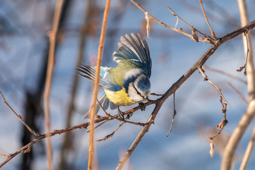 Blue tit with spread wings in winter forest. Tiny yellow bird (Parus caeruleus) with blue cap perching on tree branch with light blurred background.