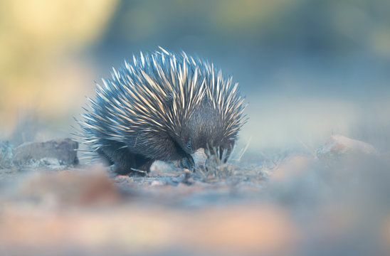 Close-up portrait of a short-beaked echidna (Tachyglossus aculeatus) foraging for food, Australia