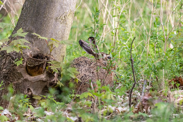 Wild  brown hare hiding under the tree with green background. European hare (Lepus europaeus) with long ears sitting invisible among green grass in the forest.