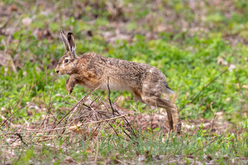 European hare jumps over a bunch of twigs with blurred green background. Wild brown hare (Lepus europaeus) with long ears runs in summer forest.