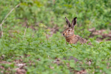 European hare sitting in the grass with blurred green background. Wild brown hare (Lepus europaeus) with long ears and eyes set high on the sides of head in the spring forest.