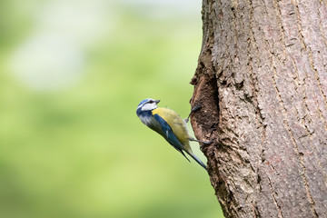 Eurasian blue tit perching on tree trunk next to the hollow entrance. Little yellow passerine bird with blue crown (Cyanistes caeruleus) looking at the nesting hole.