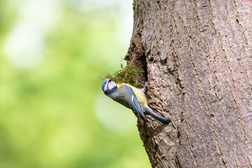 Eurasian blue tit collecting nest material in spring forest. Tiny passerine bird (Cyanistes caeruleus) perching on tree trunk on the hollow entrance with green moss in a bill.