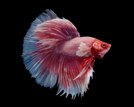 Portrait of a Dumbo Halfmoon betta fish