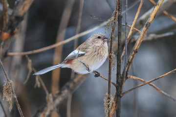 Female long-tailed rosefinch eats nettle seeds. Carpodacus sibiricus feeding in winter russian forest.