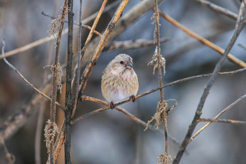 Long-tailed rosefinch perching on dry stem. Female Carpodacus sibiricus in winter russian forest among nettle.