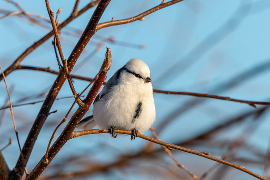 Azure tit perching on a twig with blue sky in background. Tiny white passerine bird (Cyanistes cyanus) on a bush branch. Winter, Russia.