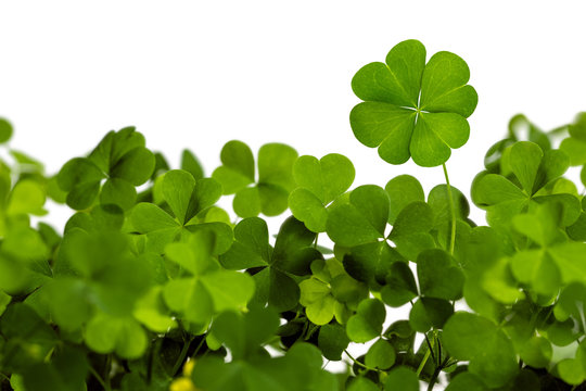Lucky Irish Four Leaf Clover for St. Patricks Day Isolated on White Background