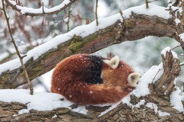 Curled up red panda sleeping on snow-covered tree. Lesser panda or red bear-cat (Ailurus fulgens)...