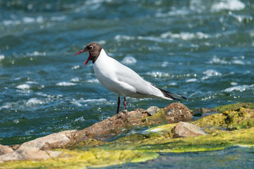 Yawning black-headed gull on stone with ooze among blue water. Small white gull (Chroicocephalus ridibundus) in summer plumage with open red beak.