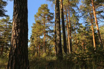 Obraz premium Green pine trees in forest in sunlight against blue sky, landscape