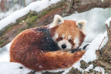 Close-up portrait of fluffy red panda in winter. Lesser panda or firefox (Ailurus fulgens) resting...