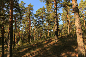 Summer autumn green pine forest with blue sky in sunlight, landscape	