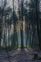 Fototapeta premium Nature