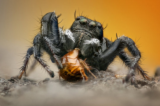 Hyllus spider with its prey, Indonesia