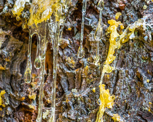 Tree sap on bark