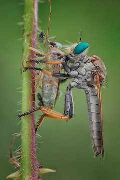 Close-up of a robber fly with its prey, Indonesia