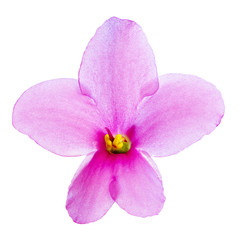 Fototapeta na wymiar flower lilac yellow Viola isolated on white background. Close-up. Macro. Element of design.