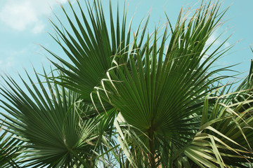 Green leaves of tropical palm against blue sky